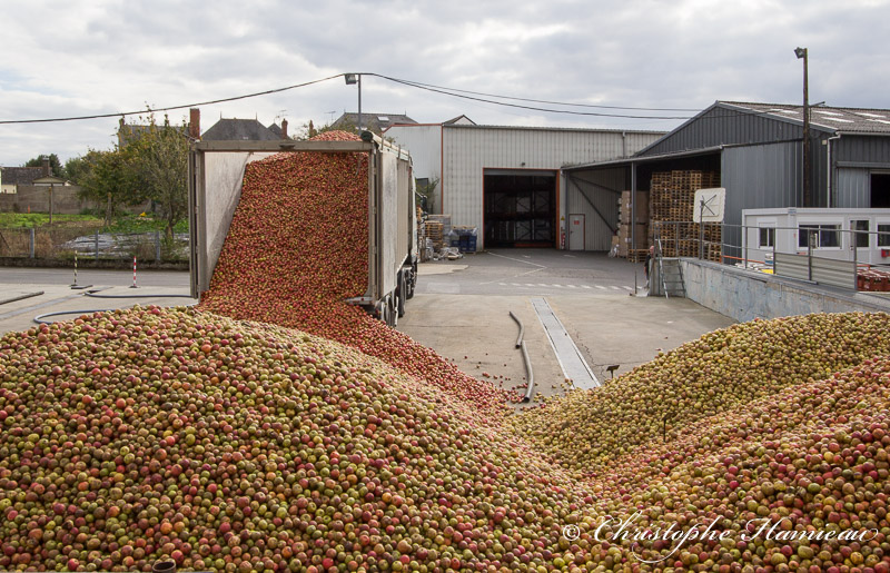 Des centaines de milliers de pommes