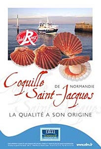 La véritable coquille Saint-Jacques de Normandie