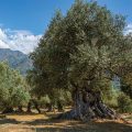 Oliu di Corsica AOP, l’huile d’olive du terroir corse