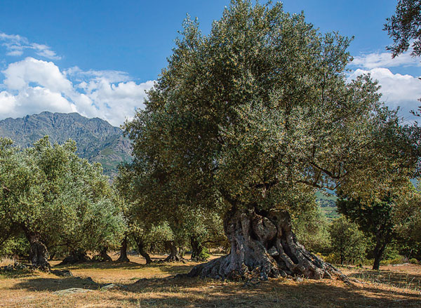 Oliu di Corsica AOP, l’huile d’olive du terroir corse