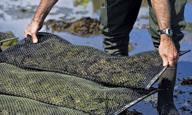Les missions du Comité National de la Conchyliculture