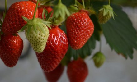 La fraise label rouge du Lot-et-Garonne