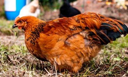 Les œufs des poulaillers domestiques en Île-de-France contaminés !