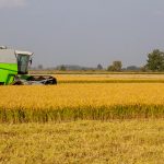 La culture du riz en Italie entre tradition et innovation