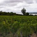 Au sud de Blaye, Le Clos du Notaire