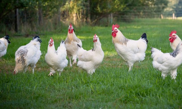 Le Poulet du Bourbonnais reconnu AOP