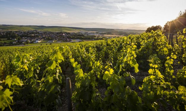 Chablis Famille Savary : une passion pour le vin