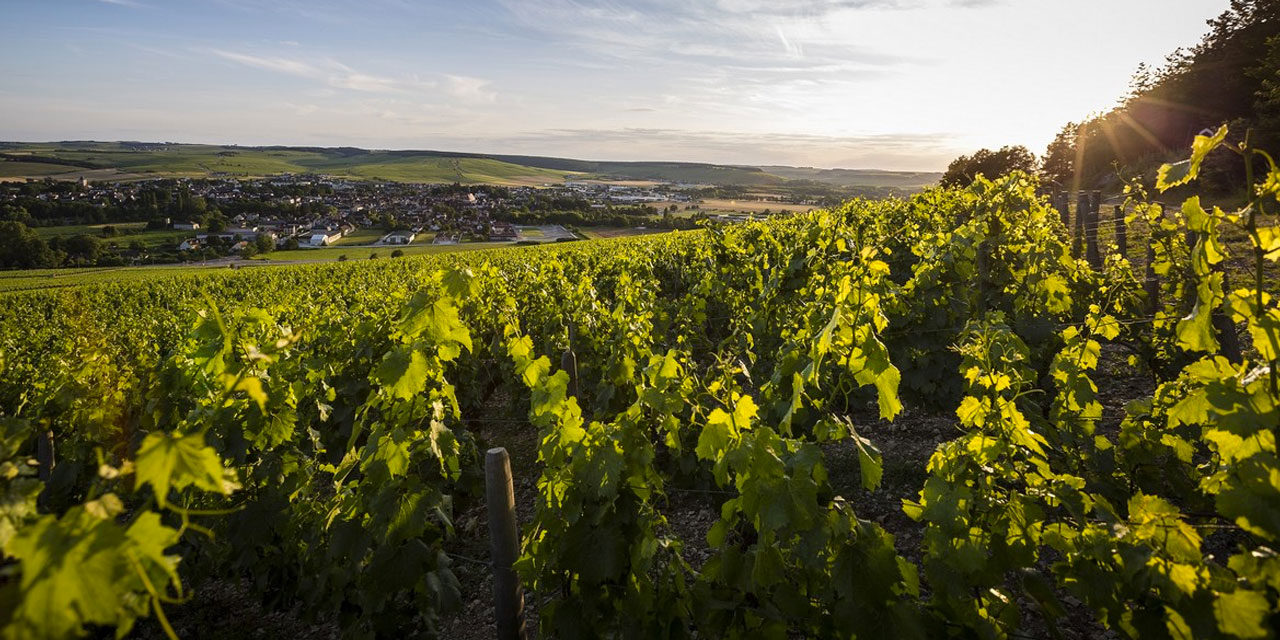 Chablis Famille Savary : une passion pour le vin
