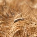 La Semoule de blé dur et la Farine de gruau de blé Label Rouge