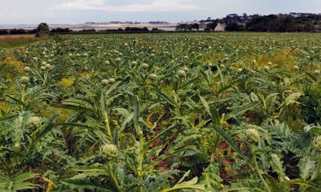 L&rsquo;artichaut, le fleuron breton