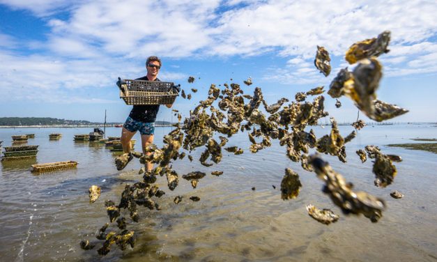 L&rsquo;été, cap sur les coquillages 