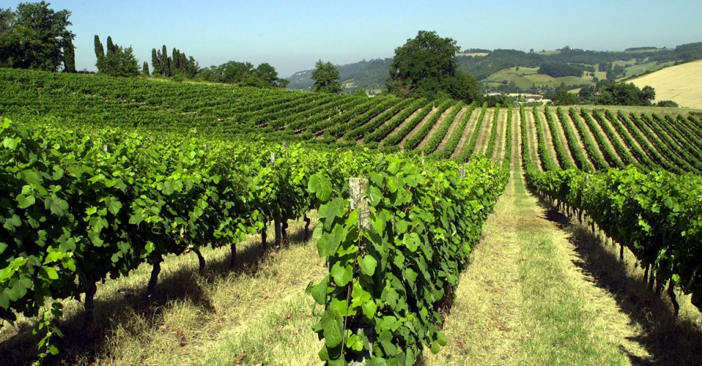 Vignoble Brulhois