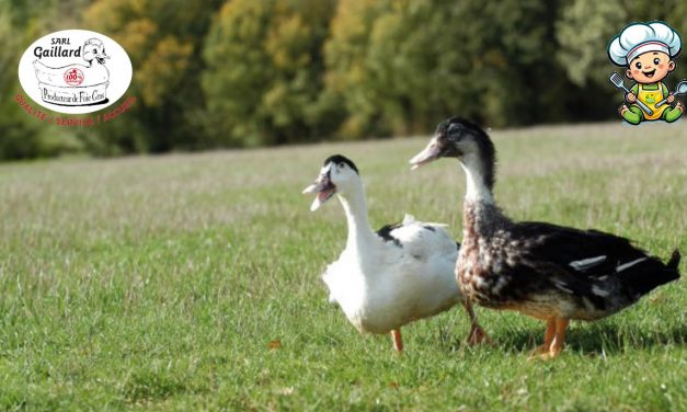 Au pays de Mulard le canard