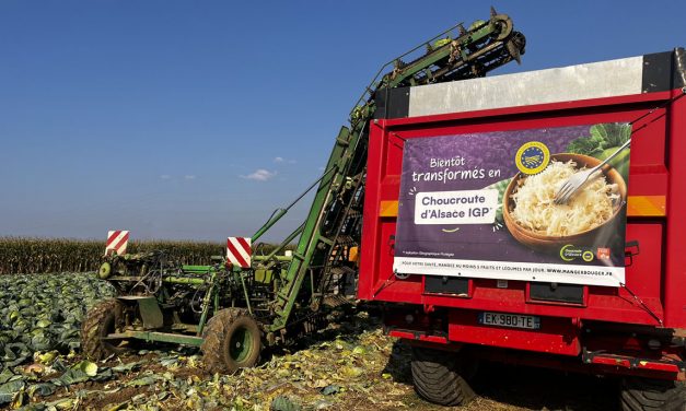 Choucroute IGP Alsace : un légume à part entière