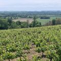 WE en Vallée du Loir : Chenin Blanc et Chenin Noir en Terre de Silex