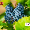 La Foire aux Vins chez Nicolas et chez Monoprix