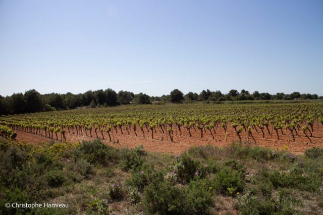 Les vignes dans les terres rouges de la cave coopérative Les Vignerons Montagnac Domitienne