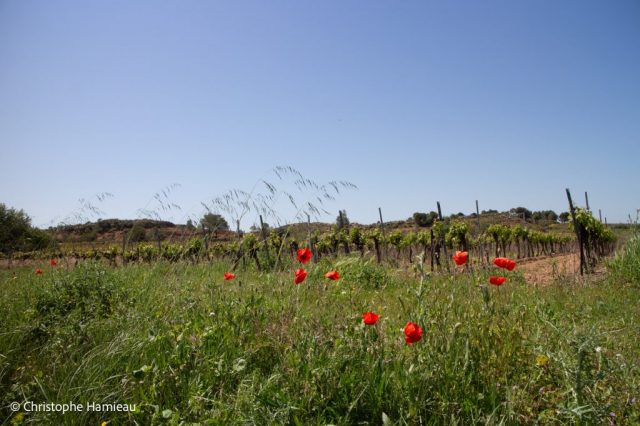 Les vignes de la cave coopérative Les Vignerons Montagnac Domitienne