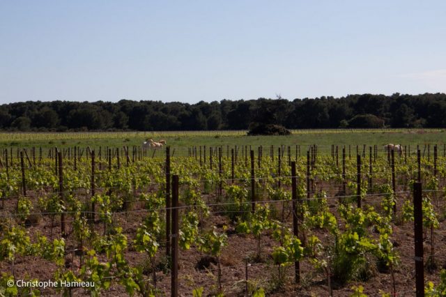 Dans les vignes en agroécologie du Mas Neuf