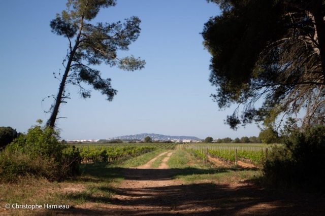 Les vignes du Mas Rouge