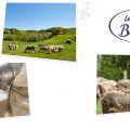 Le Petit Basque revalorise le lait de brebis.