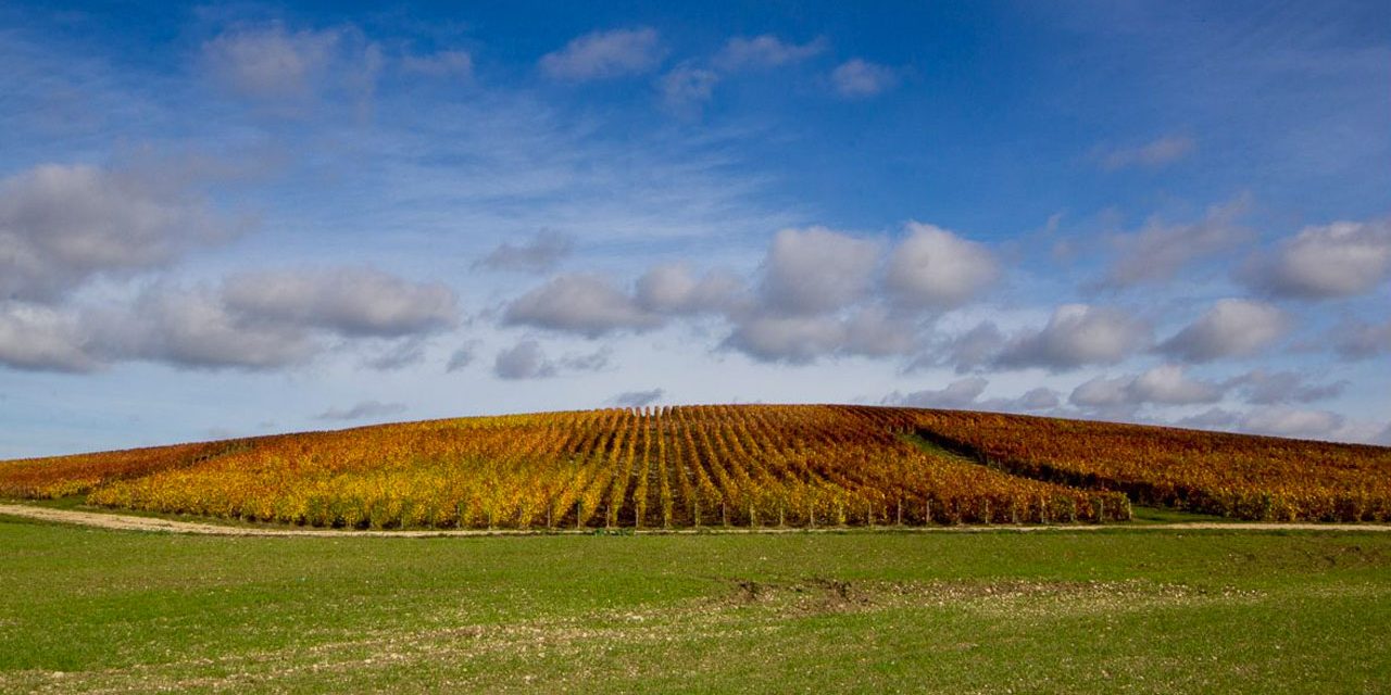 L’automne est une palette de couleurs, le vin en est le pinceau