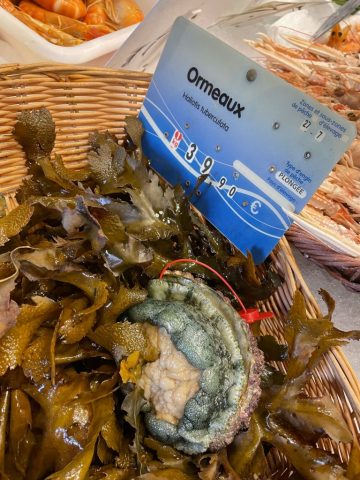 Mets d’exception pour les Bretons dignes de ce nom, l’ormeau est un coquillage hors du commun, « la truffe de la mer », son prix s’envolant au moment des fêtes.