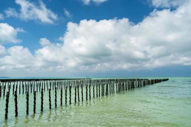 Quelque 200 000 pieux pour 4000 tonnes, soit 10% de la production nationale. La Baie de Saint-Brieuc valorise ses moules Label Rouge de juin à novembre. / Photo: Emmanuel BERTHIER