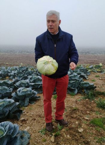 Ramassage des choux Ramassage des choux