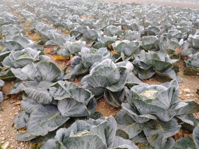 Champ de choux dans l'Aube Champ de choux dans l'Aube