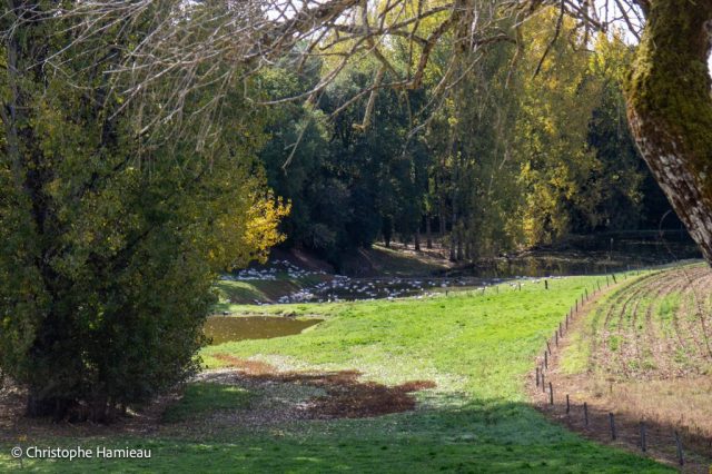 Les oies de la ferle de la Garrigue Haute