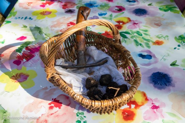 Bonne récolte de truffes