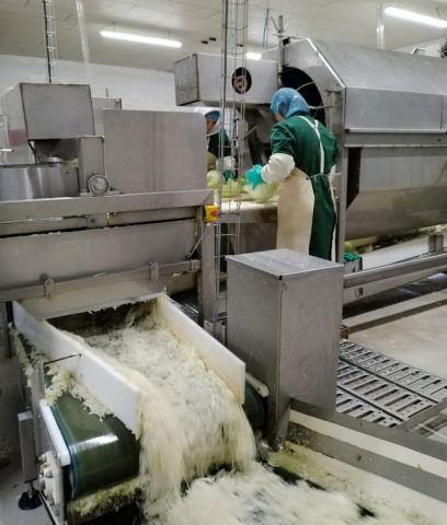 Trognotage des choux après récolte Trognotage des choux après récolte