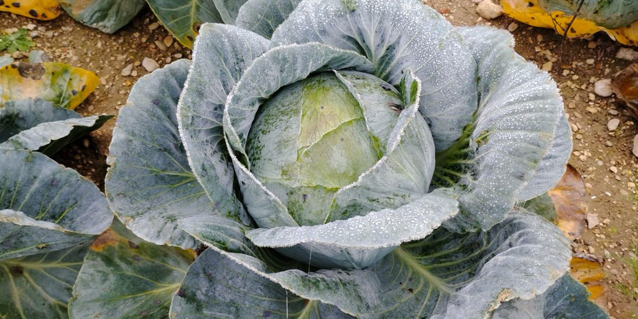 A la rencontre d&rsquo;André Laurent, choucroutier dans l&rsquo;Aube