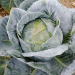 A la rencontre d&rsquo;André Laurent, choucroutier dans l&rsquo;Aube