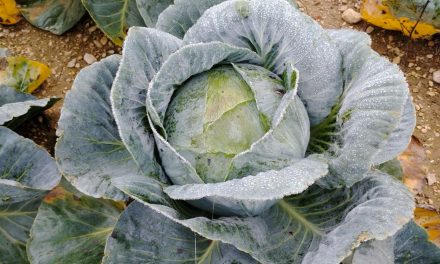 A la rencontre d&rsquo;André Laurent, choucroutier dans l&rsquo;Aube