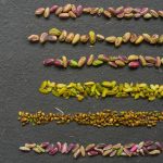 La pistache, c&rsquo;est tout un monde