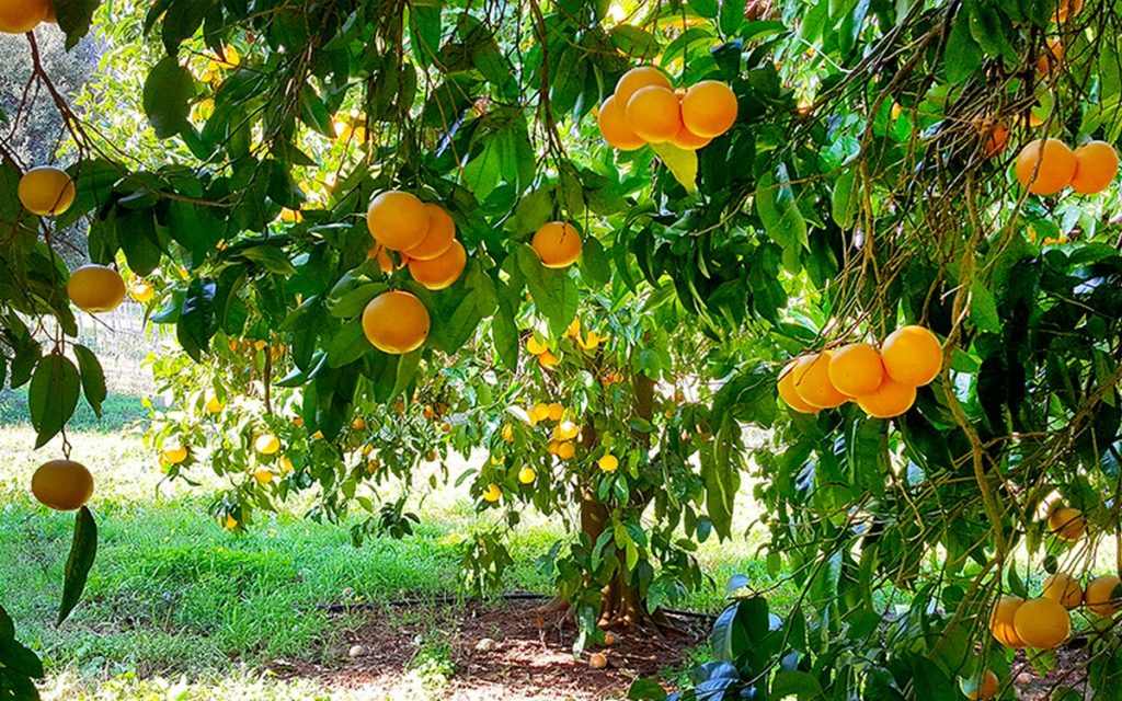 Le pomelo de Corse, un trésor de l'Ile de Beauté