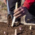 L'asperge française, en profiter jusqu'à juin !
