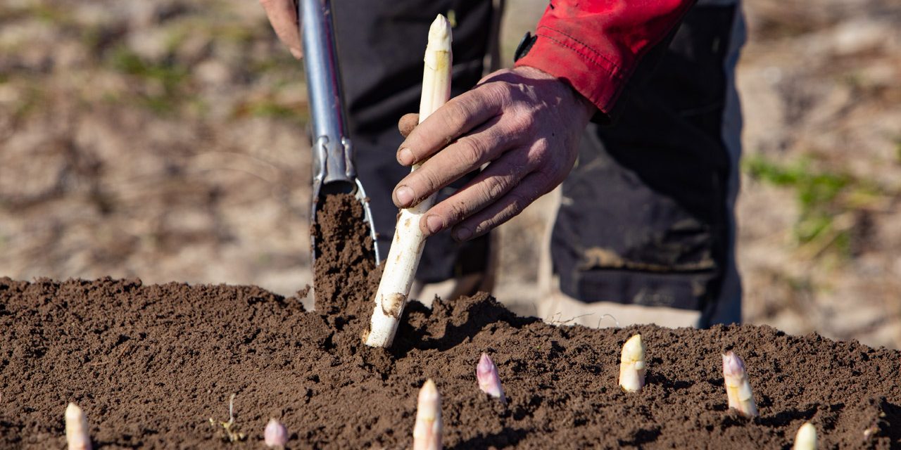 L&rsquo;asperge française, en profiter jusqu&rsquo;à juin !