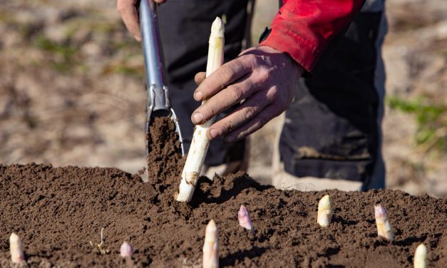 L&rsquo;asperge française, en profiter jusqu&rsquo;à juin !