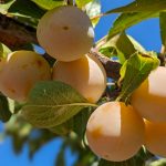 La prune française hisse ses couleurs