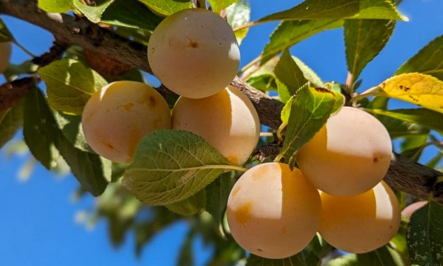 La prune française hisse ses couleurs