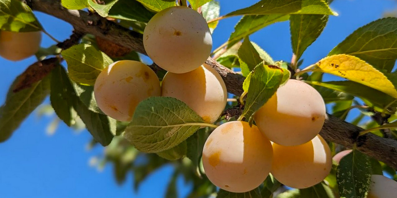 La prune française hisse ses couleurs