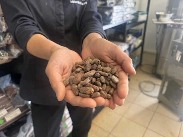 Fèves de Cacao Fèves de Cacao