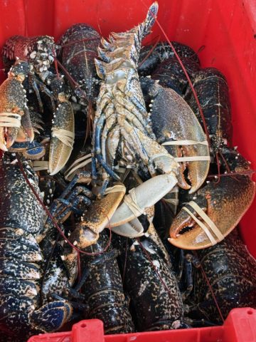 Homards Bretons; Criée Herbaudière Homards Bretons; Criée Herbaudière