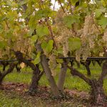 Chasselas de Moissac : 30 ans d’AOP, 55 ans d’AOC, une récolte d’excellence