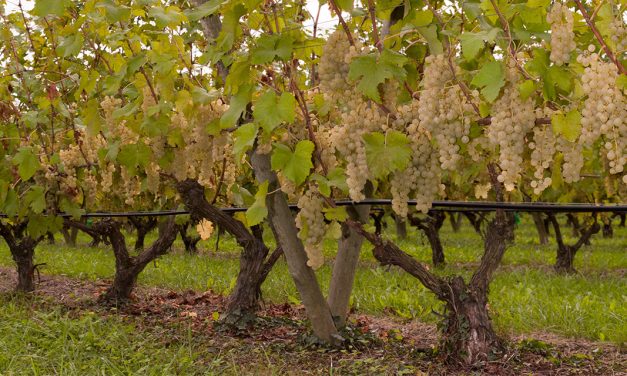Chasselas de Moissac : 30 ans d’AOP, 55 ans d’AOC, une récolte d’excellence