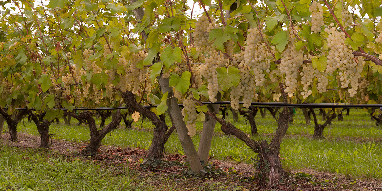 Chasselas de Moissac : 30 ans d’AOP, 55 ans d’AOC, une récolte d’excellence